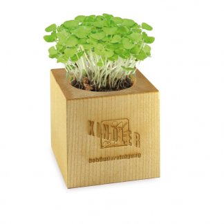 Kit de plantation dans cube en bois publicitaire - Grand format Poussé - CUBE BOIS