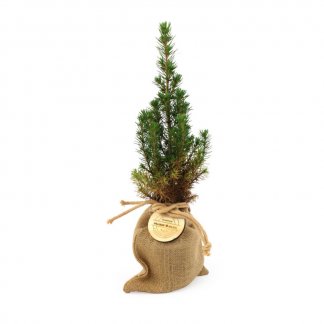 Sapin publicitaire dans pochon jute - WINTER