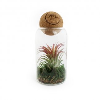 Terrarium de Tillandsia promotionnel avec boule en liège - LANDSIA